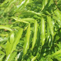 Wrightia angustifolia Thwaites